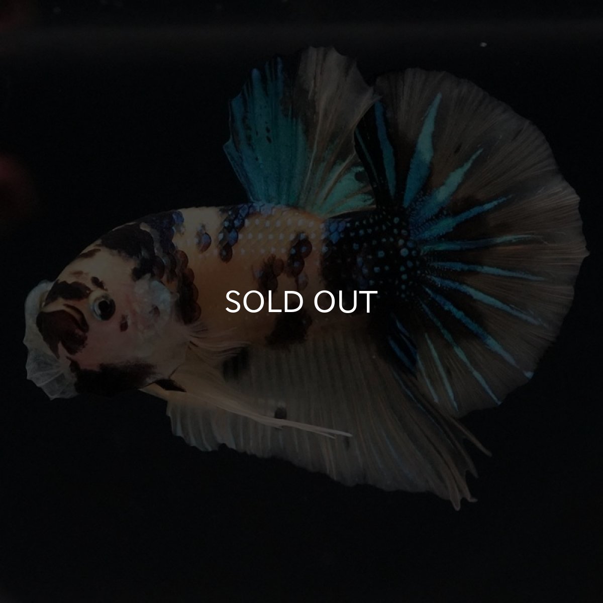 画像7: HMPK イエロータイガーギャラクシー (7)