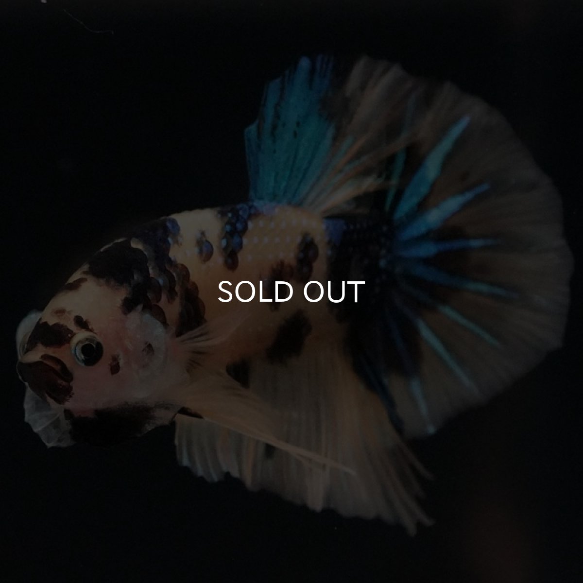 画像6: HMPK イエロータイガーギャラクシー (6)