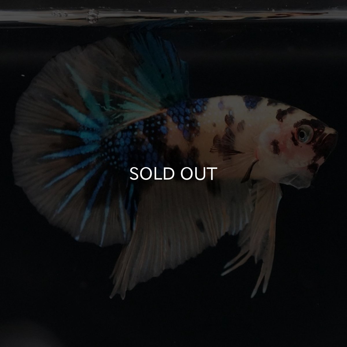 画像3: HMPK イエロータイガーギャラクシー (3)