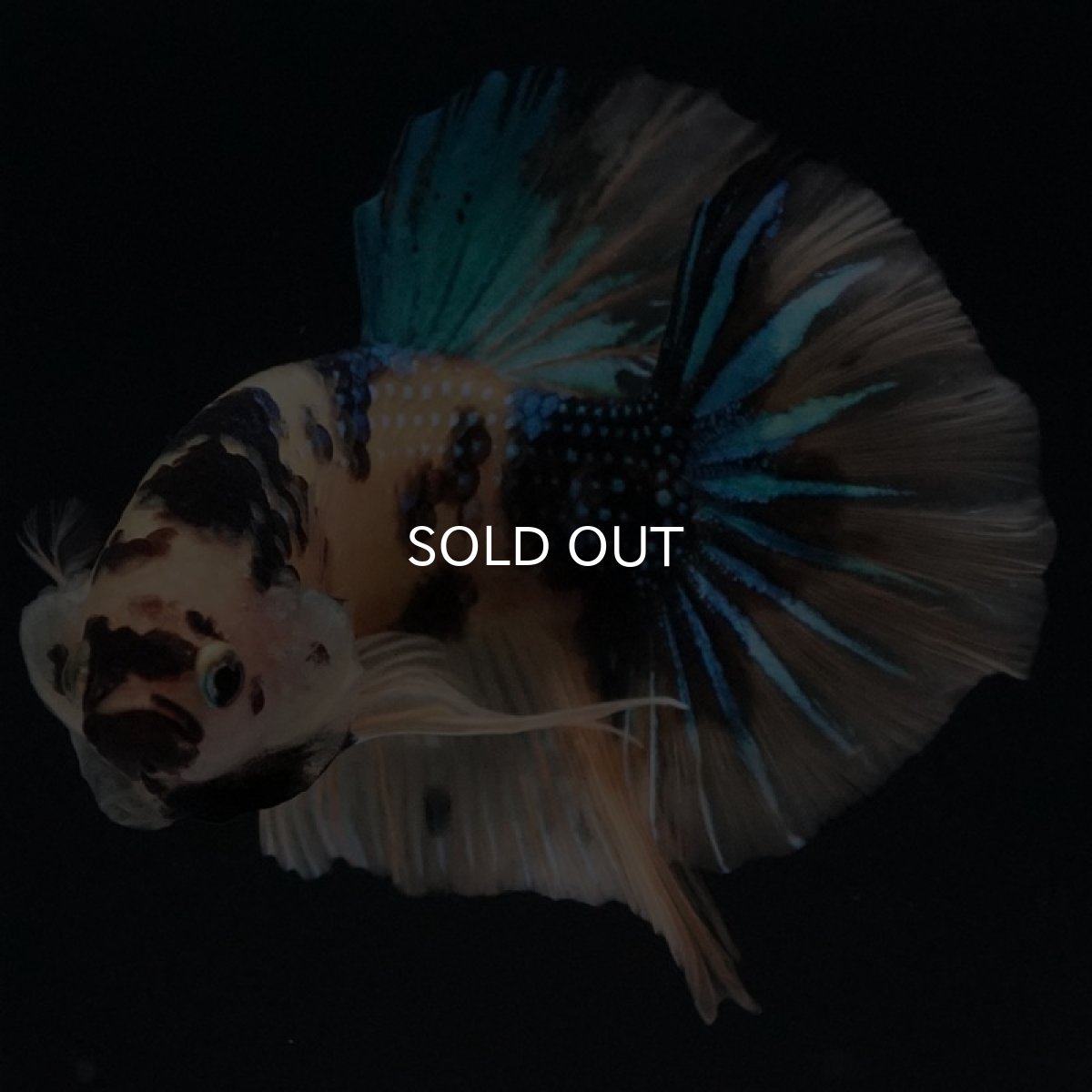 画像4: HMPK イエロータイガーギャラクシー (4)