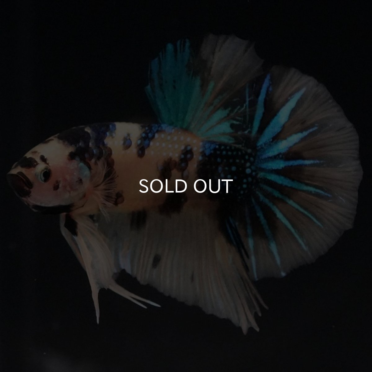 画像2: HMPK イエロータイガーギャラクシー (2)