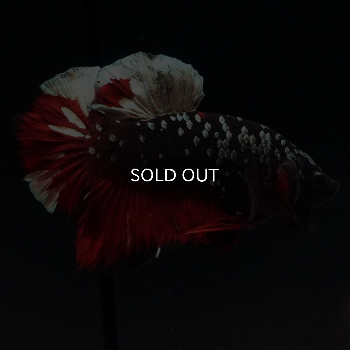 画像3: HMPK ブラックカッパーギャラクシー (3)