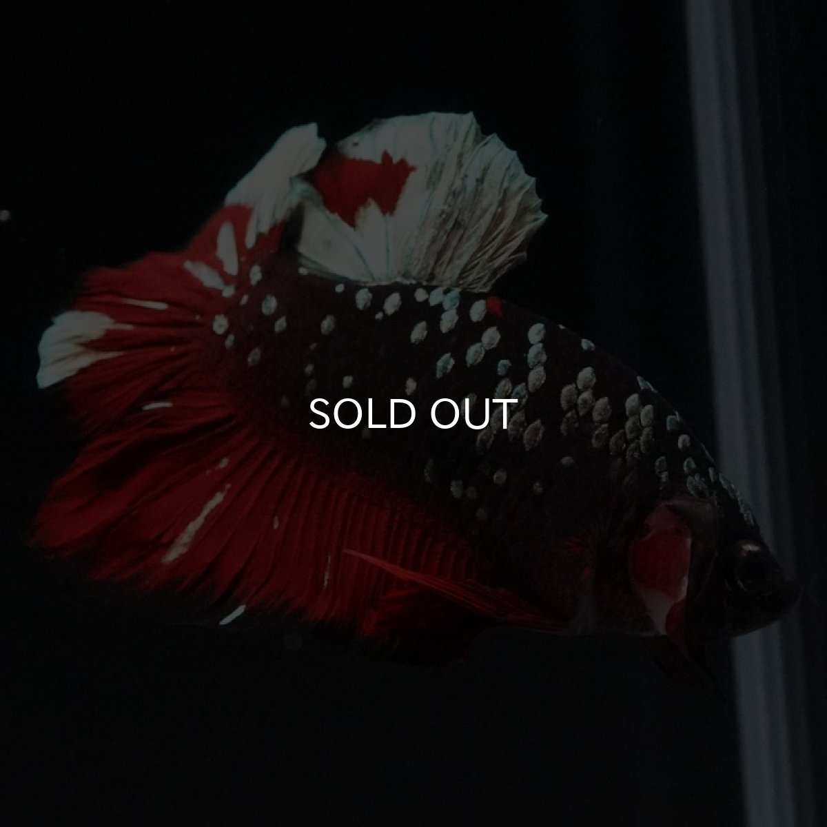 画像5: HMPK ブラックカッパーギャラクシー (5)