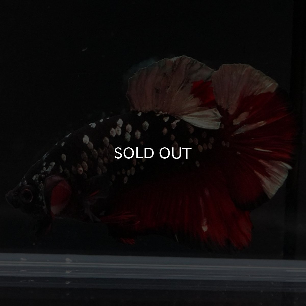 画像2: HMPK ブラックカッパーギャラクシー (2)