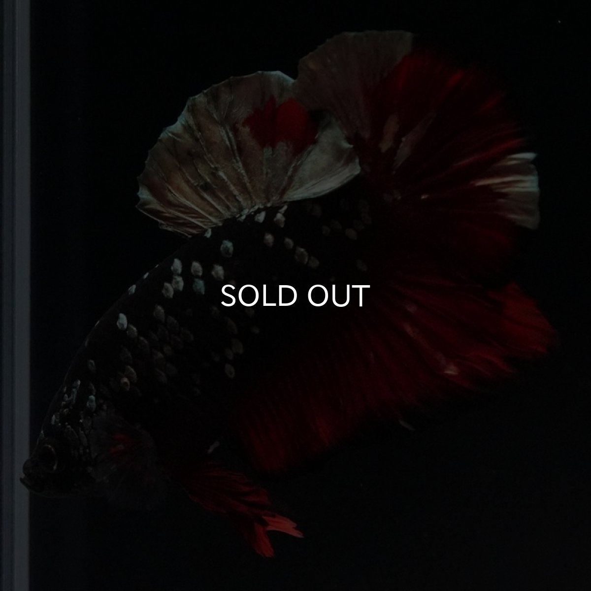 画像4: HMPK ブラックカッパーギャラクシー (4)