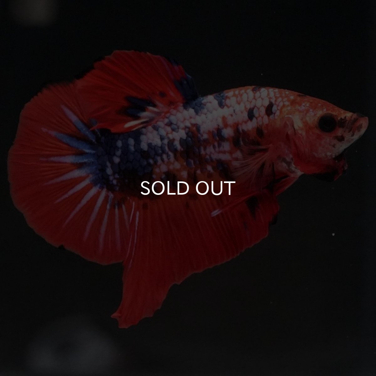 画像3: HMPK ファンシーレッド (3)