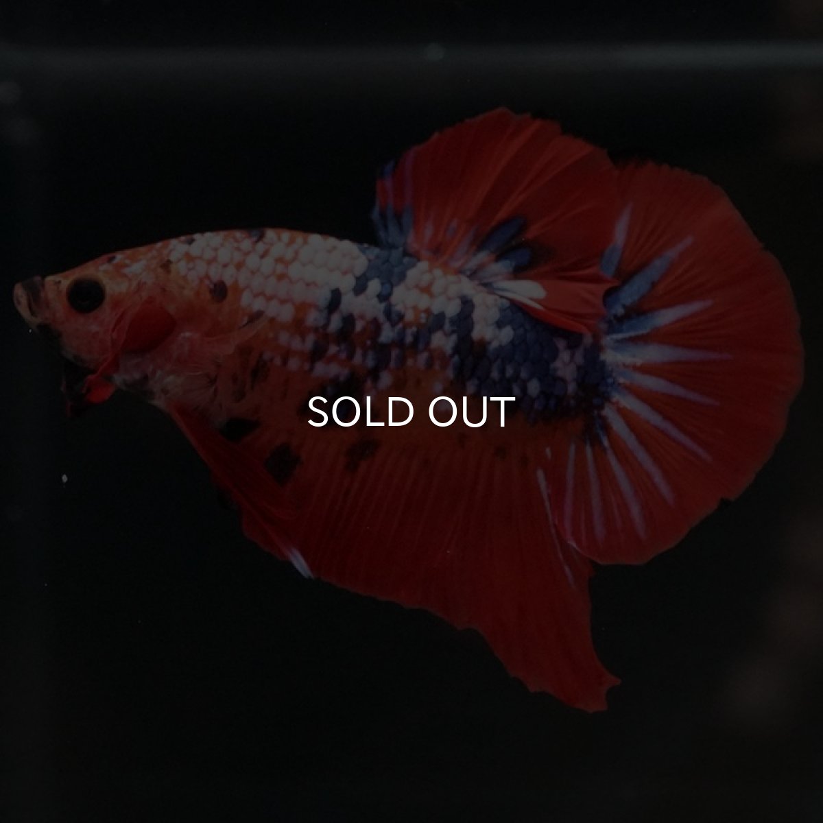 画像2: HMPK ファンシーレッド (2)