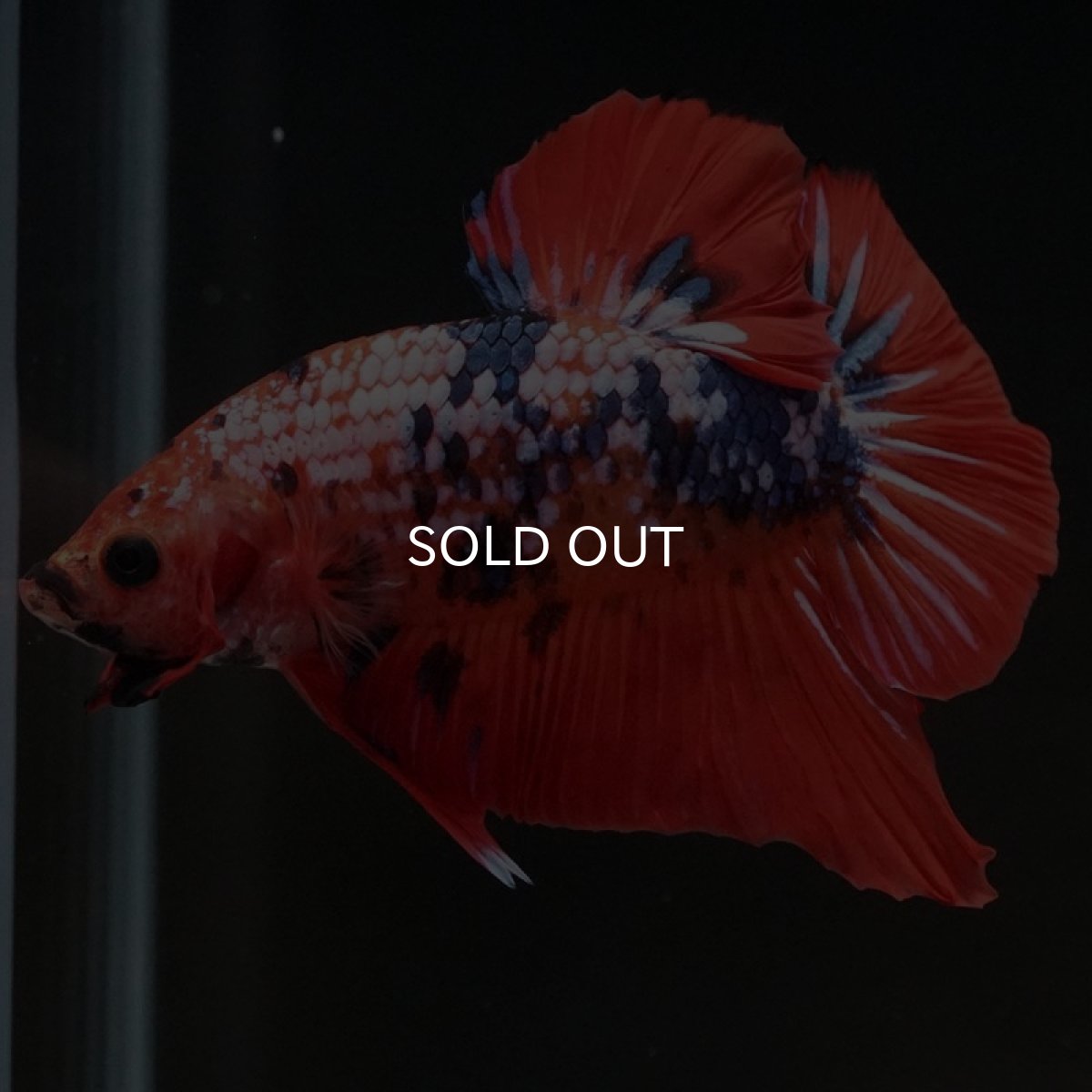 画像6: HMPK ファンシーレッド (6)