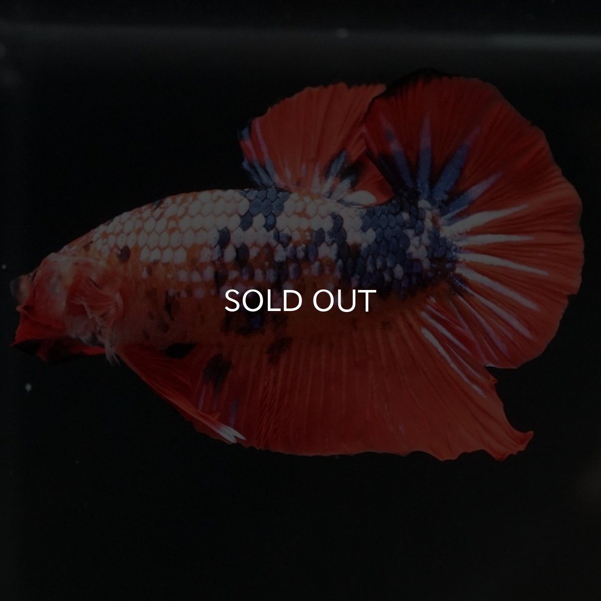 画像4: HMPK ファンシーレッド (4)