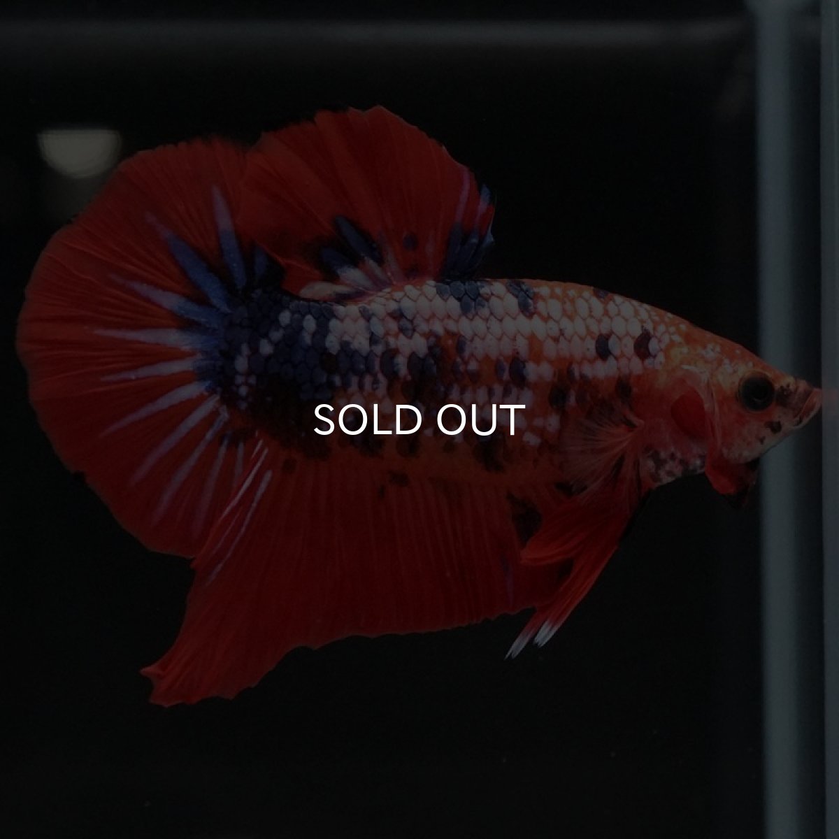 画像7: HMPK ファンシーレッド (7)