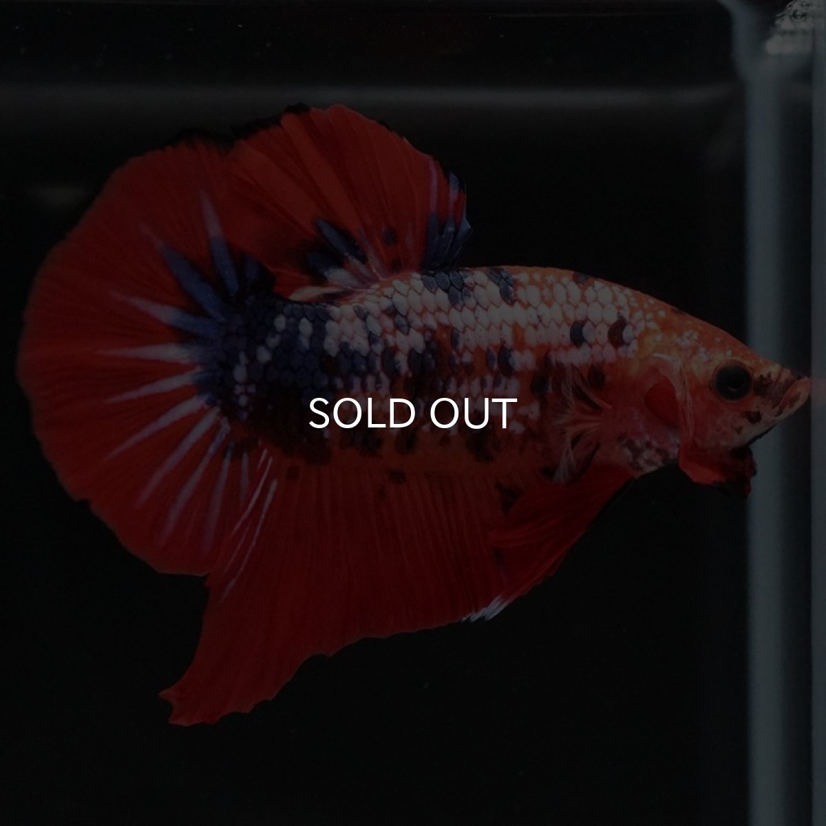 画像5: HMPK ファンシーレッド (5)