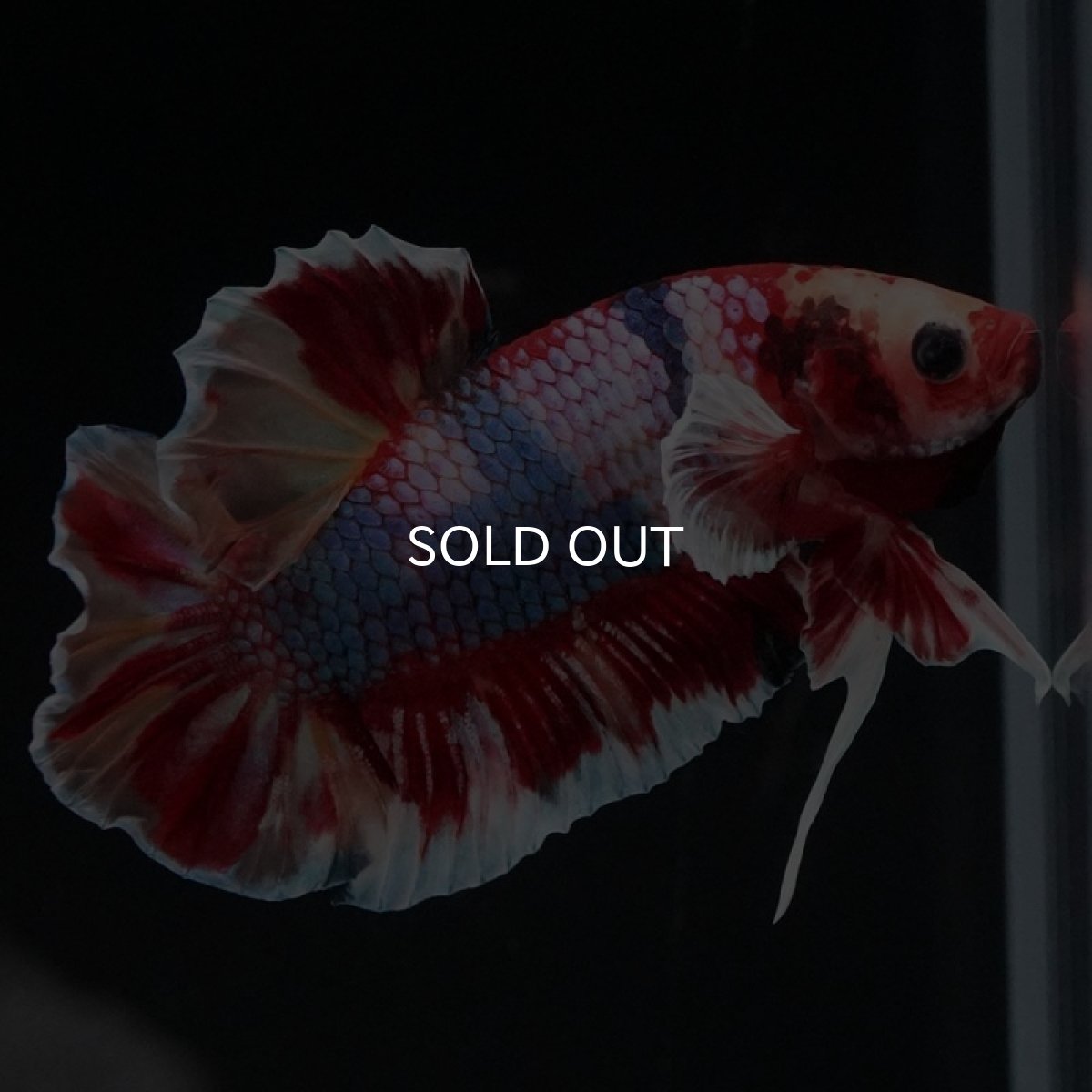 画像5: HMPK キャンディ (5)