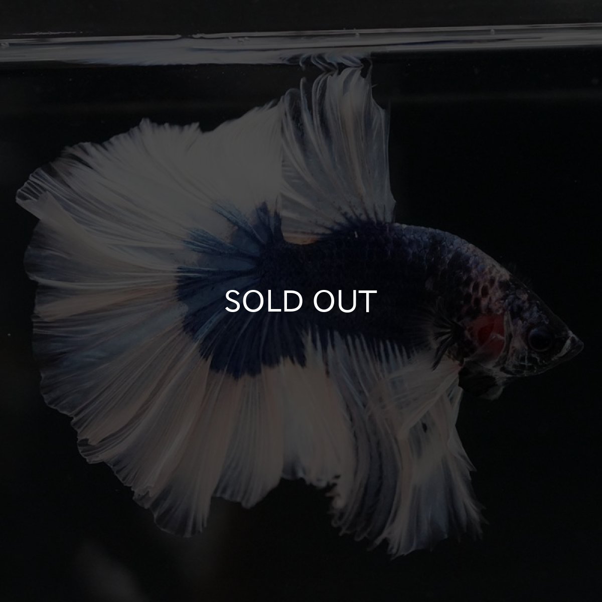 画像5: HM　ブルーバタフライ　ローズテール (5)