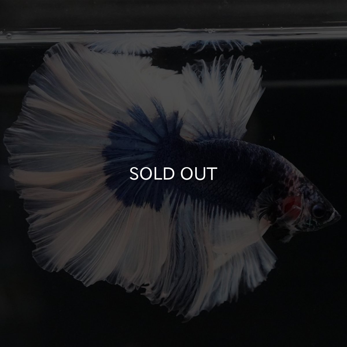 画像4: HM　ブルーバタフライ　ローズテール (4)