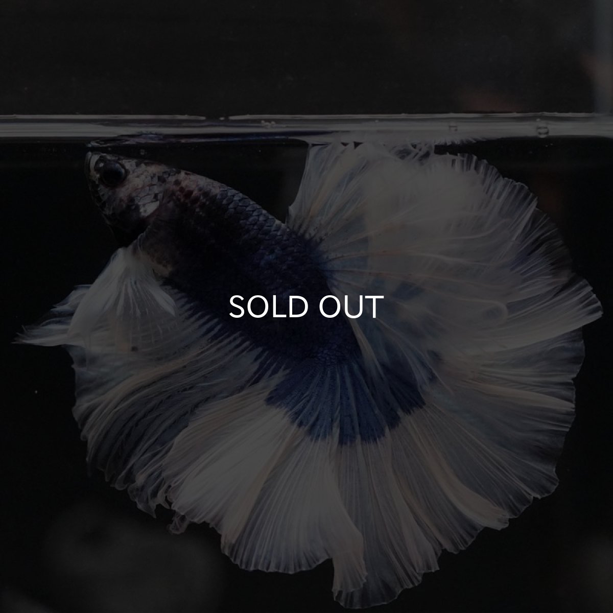 画像3: HM　ブルーバタフライ　ローズテール (3)