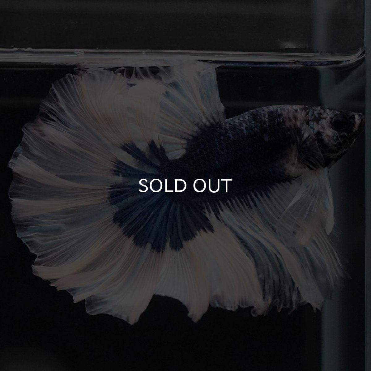 画像2: HM　ブルーバタフライ　ローズテール (2)