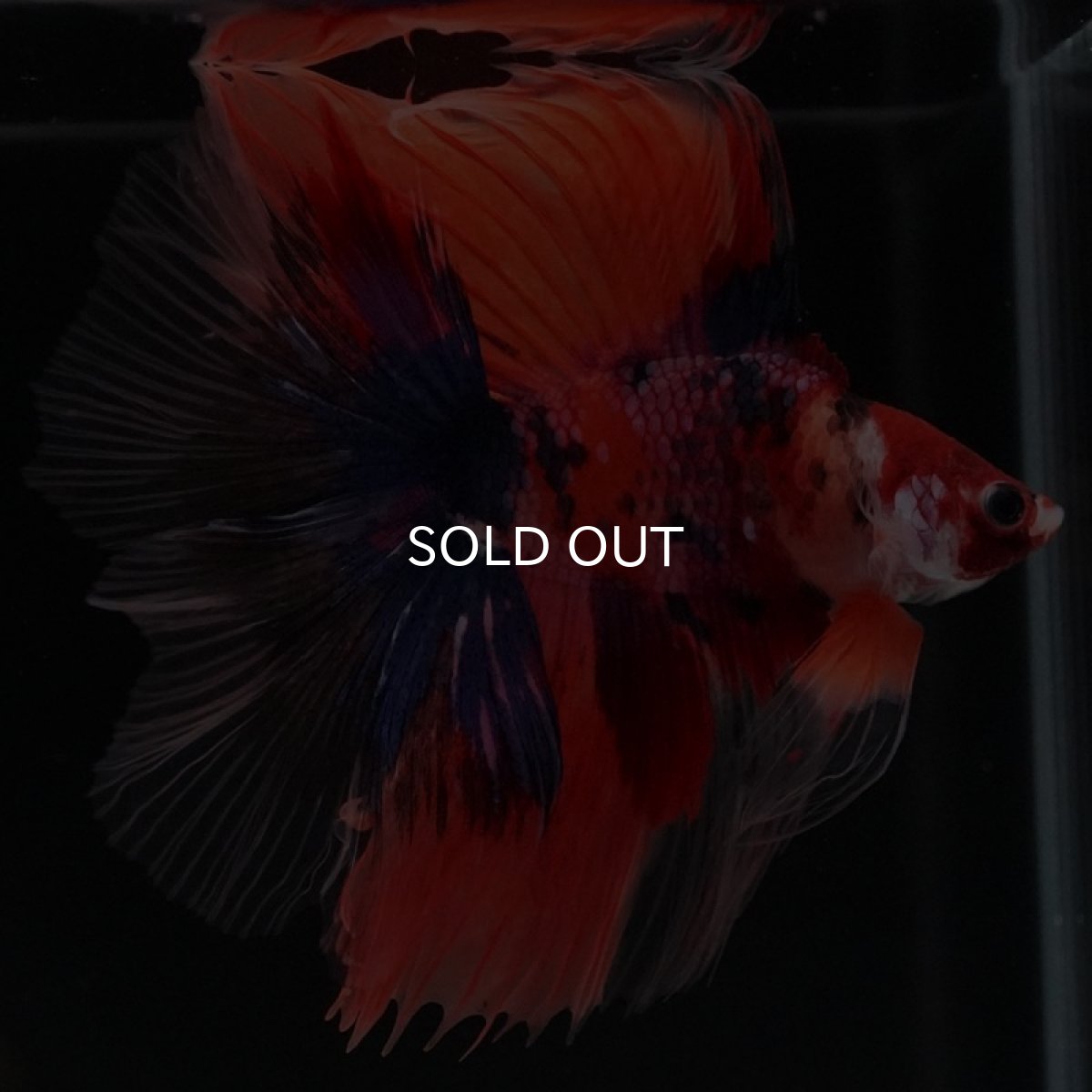 画像2: FM　キャンディ (2)