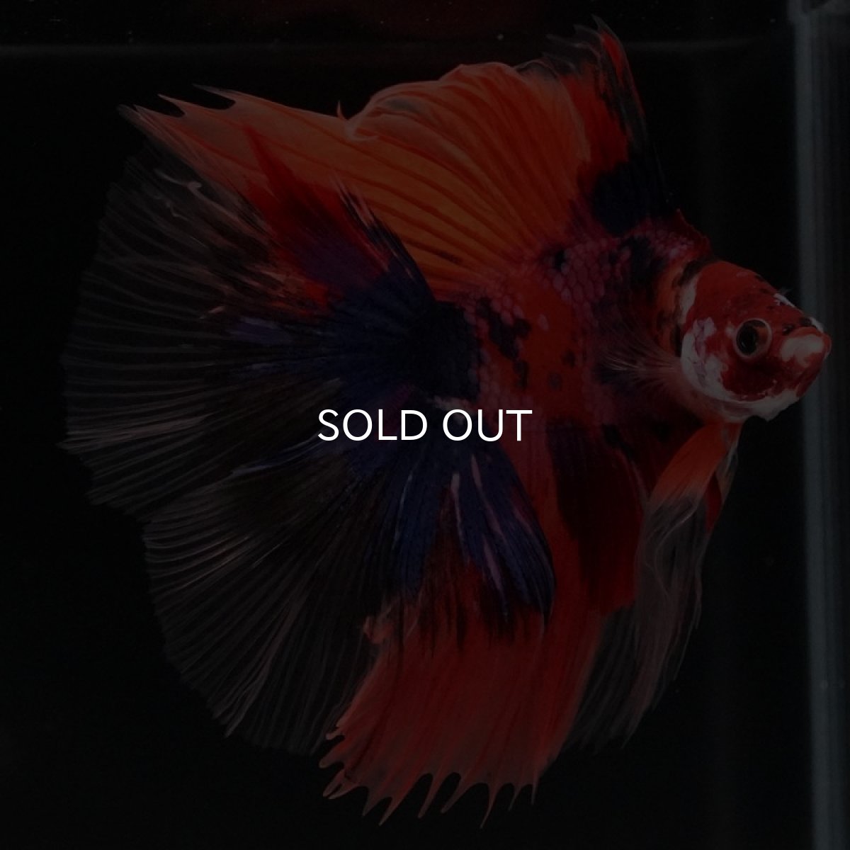 画像10: FM　キャンディ (10)