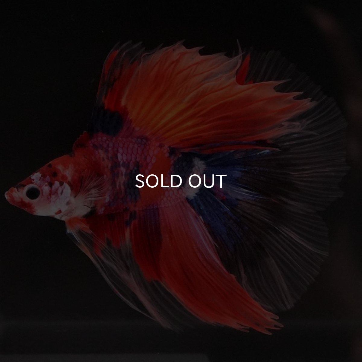 画像9: FM　キャンディ (9)