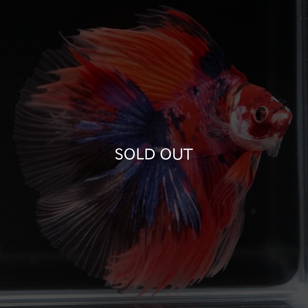 画像8: FM　キャンディ (8)