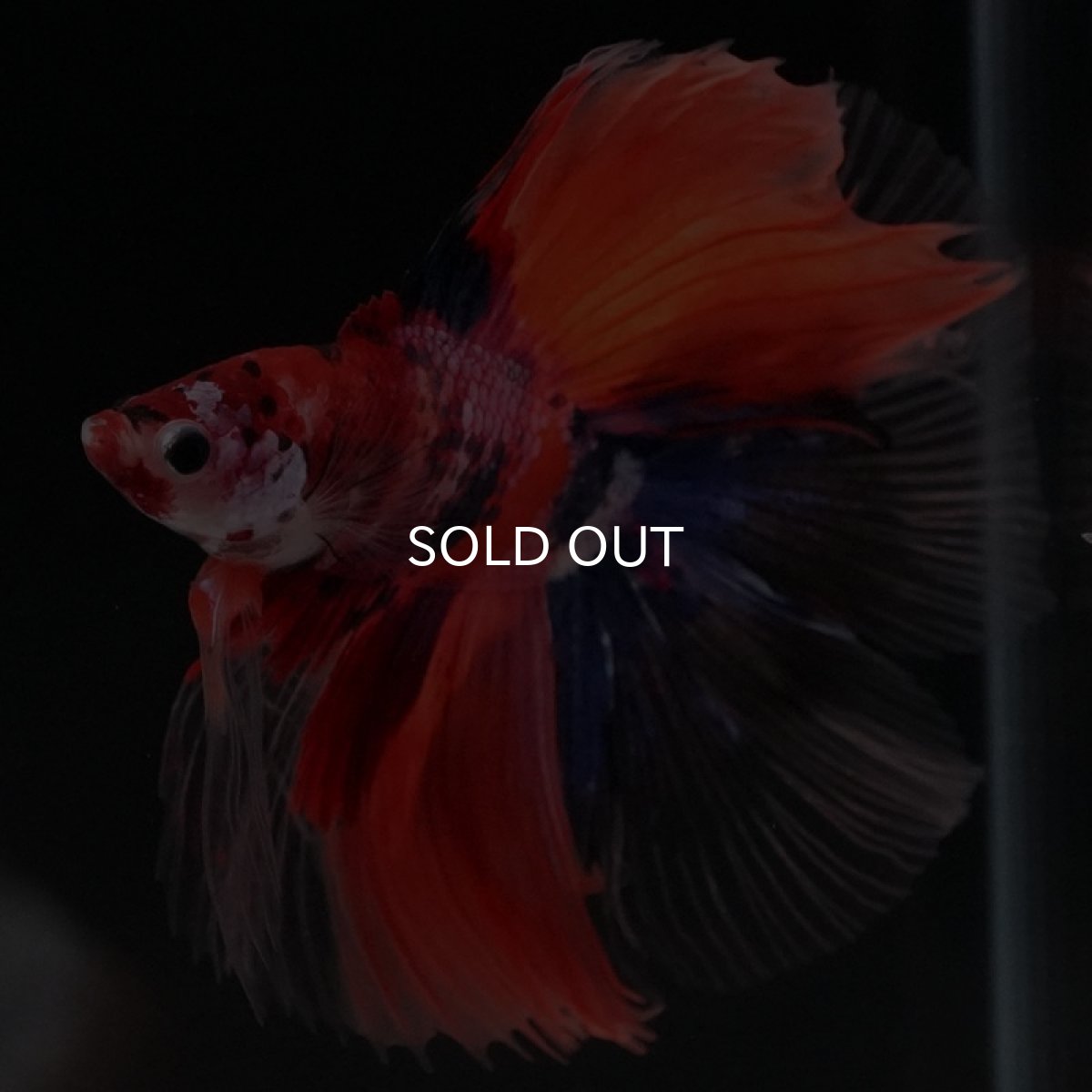 画像7: FM　キャンディ (7)