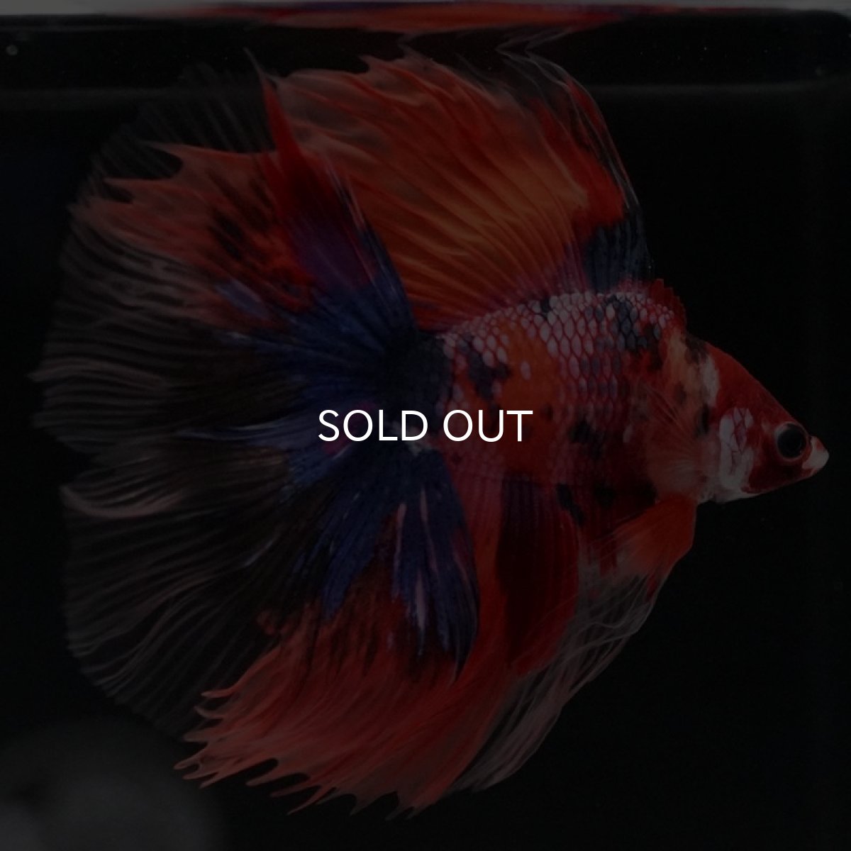 画像6: FM　キャンディ (6)