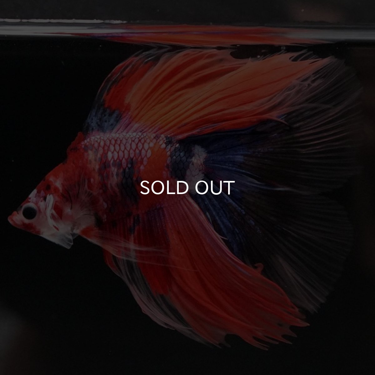 画像5: FM　キャンディ (5)