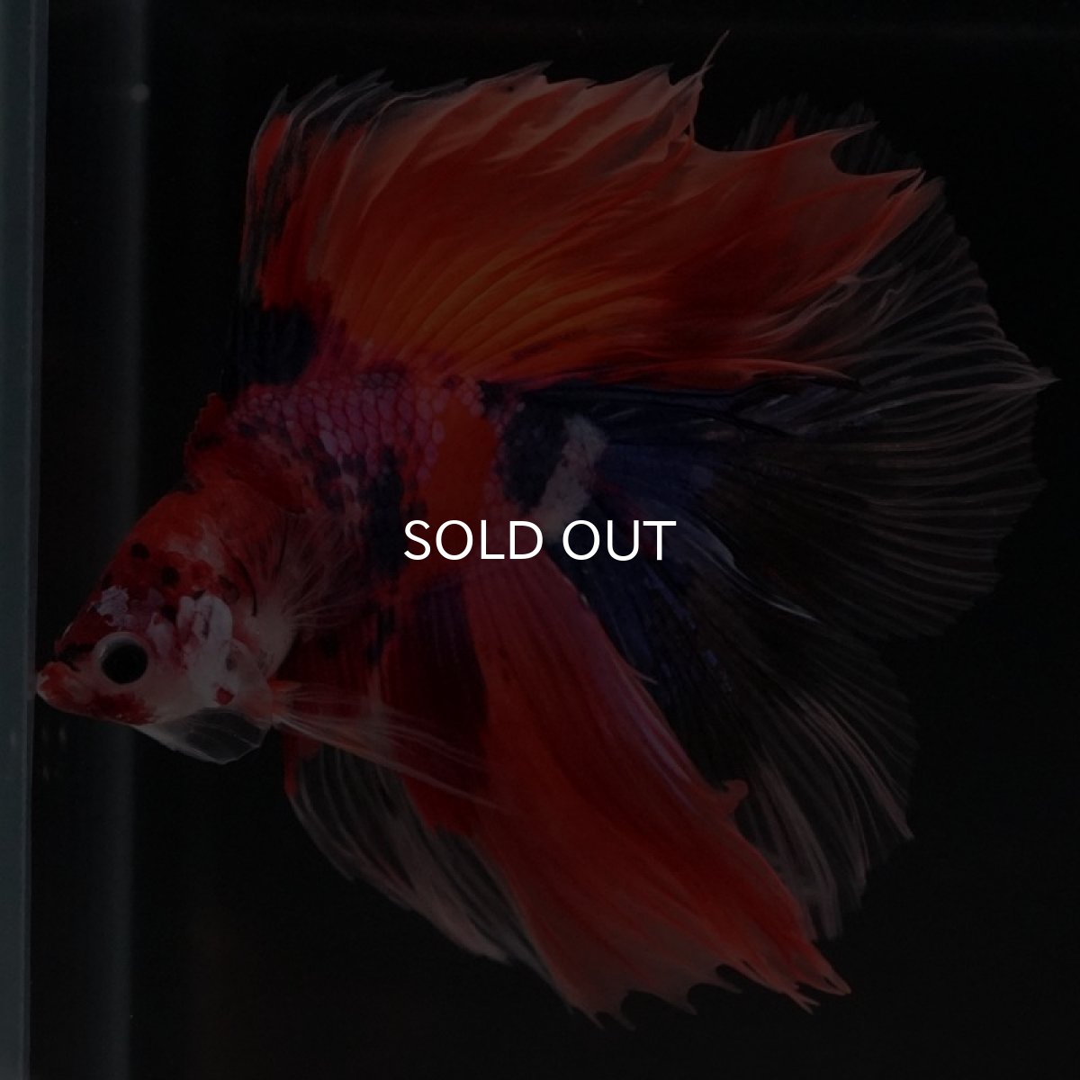 画像3: FM　キャンディ (3)