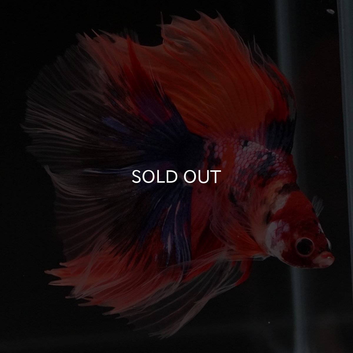 画像4: FM　キャンディ (4)