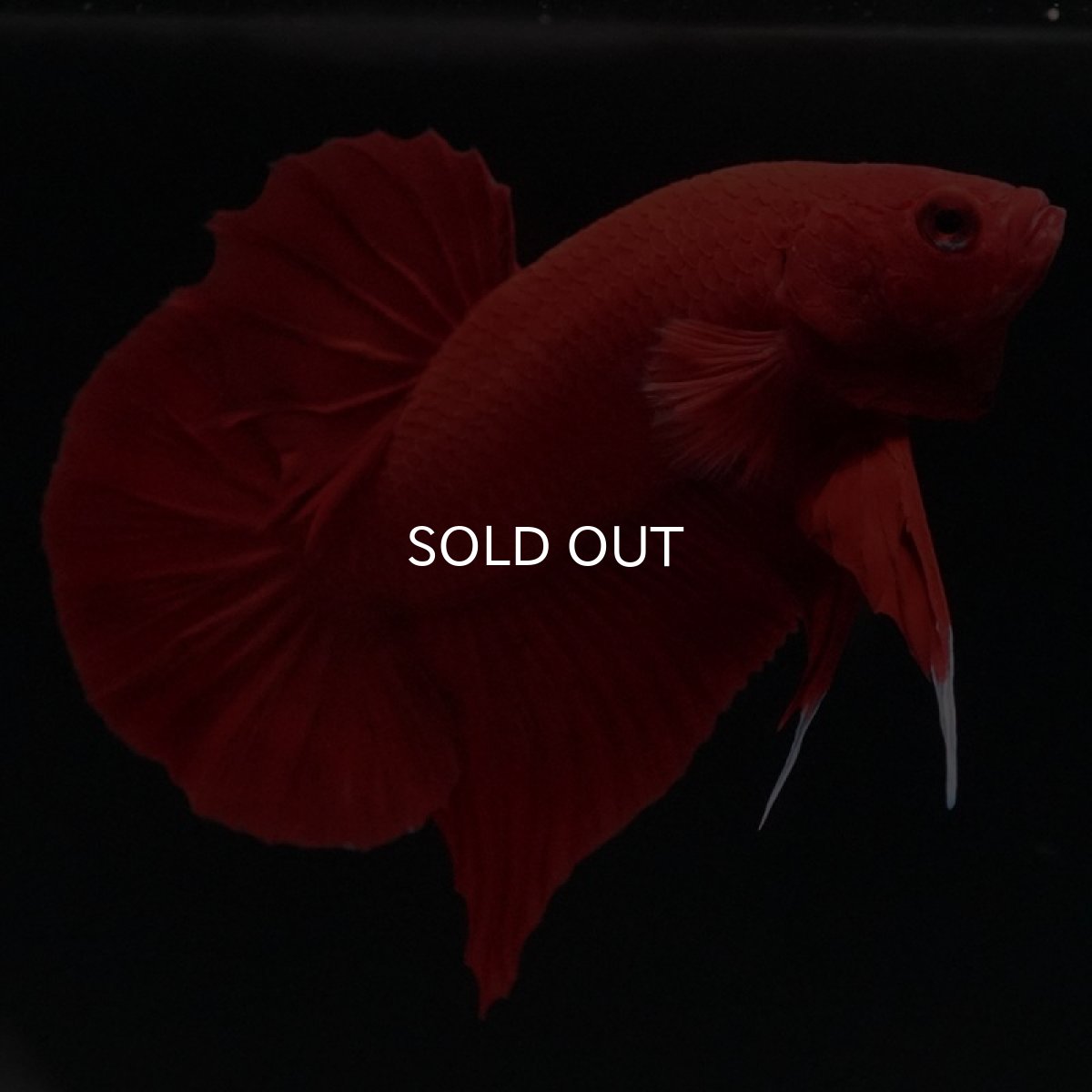 画像2: HMPK ソリッドレッド (2)