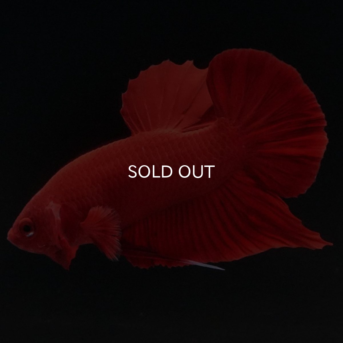 画像5: HMPK ソリッドレッド (5)