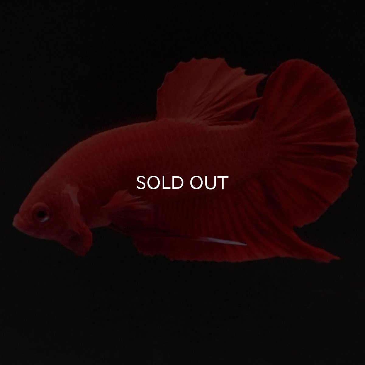 画像3: HMPK ソリッドレッド (3)