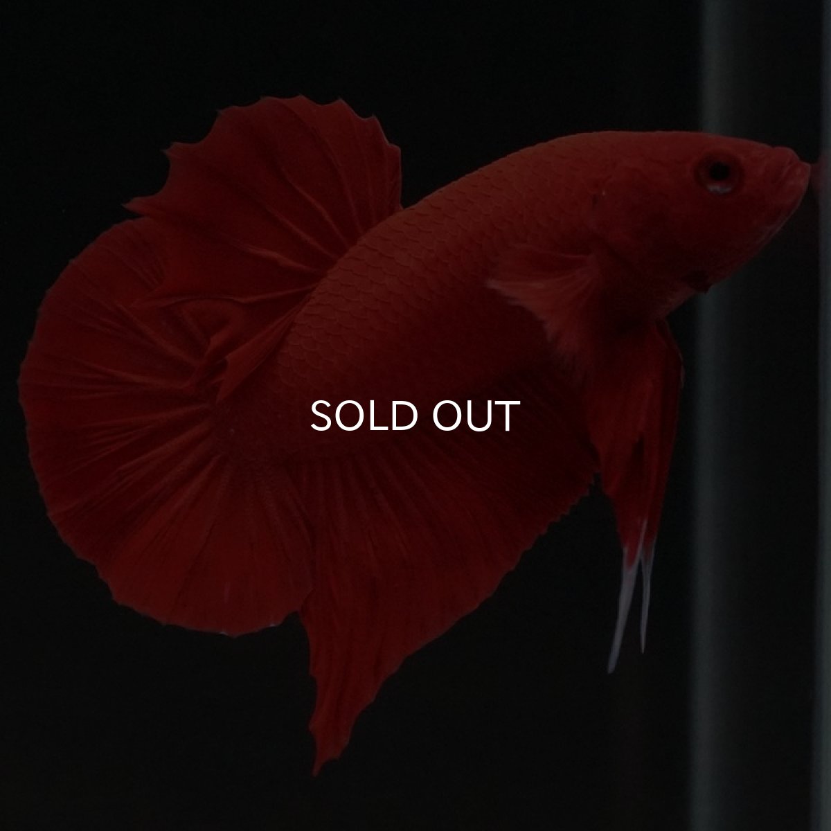 画像4: HMPK ソリッドレッド (4)