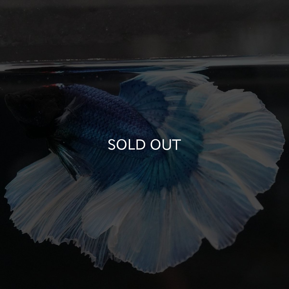 画像3: HM ブルーバタフライ (3)