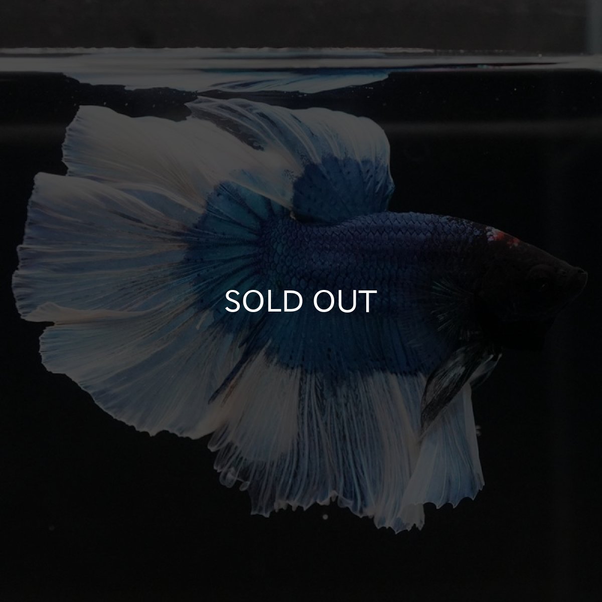 画像6: HM ブルーバタフライ (6)