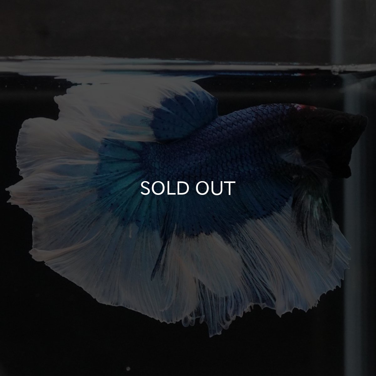 画像2: HM ブルーバタフライ (2)