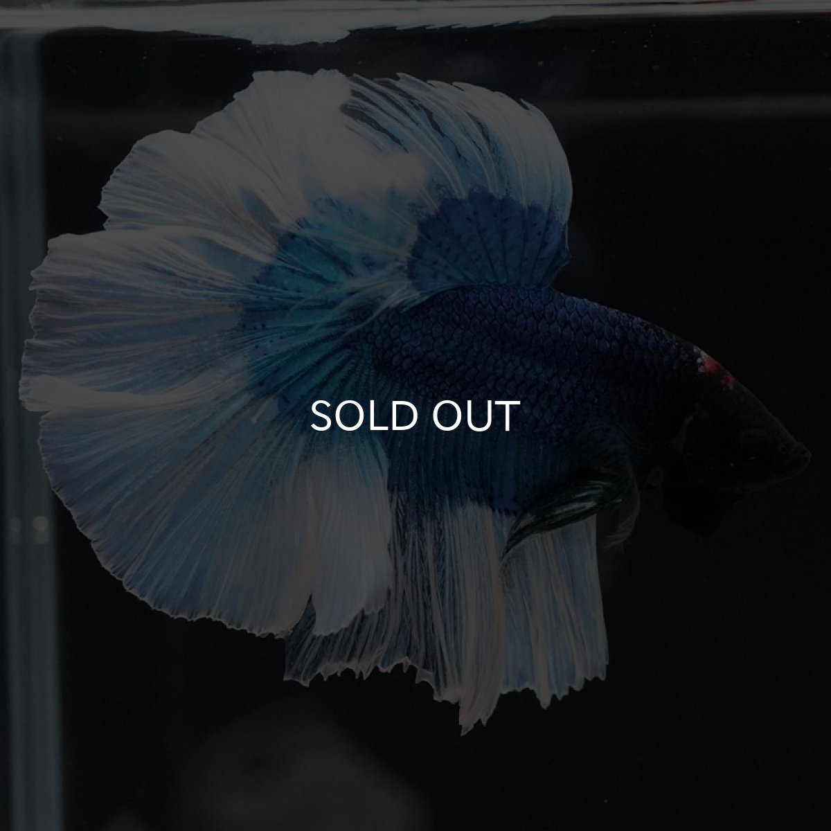 画像5: HM ブルーバタフライ (5)