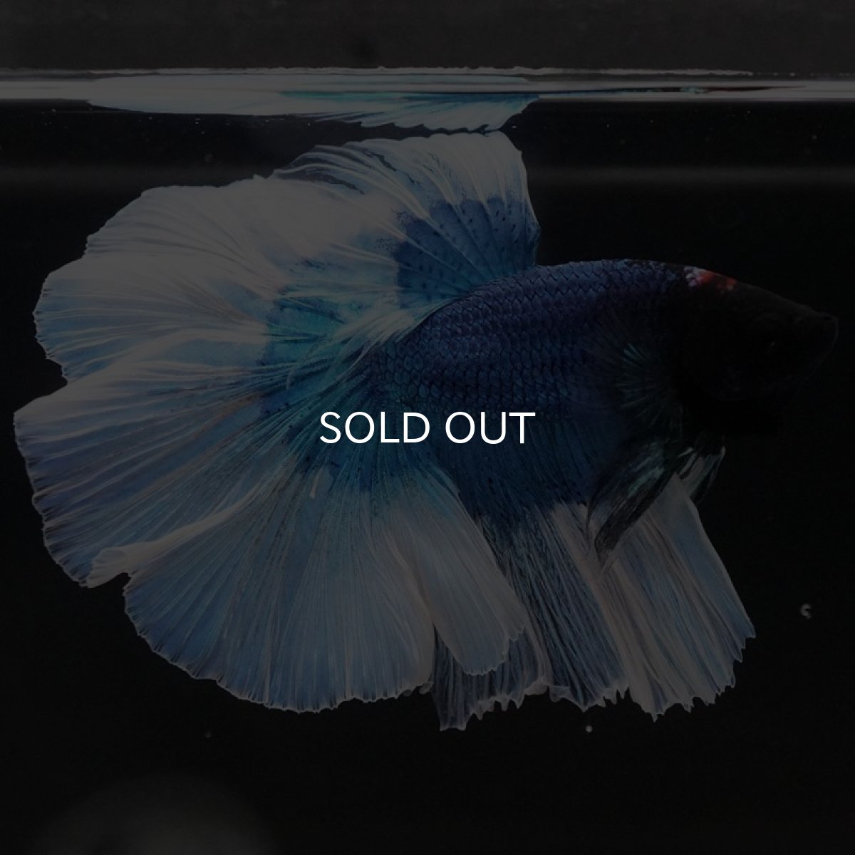 画像4: HM ブルーバタフライ (4)