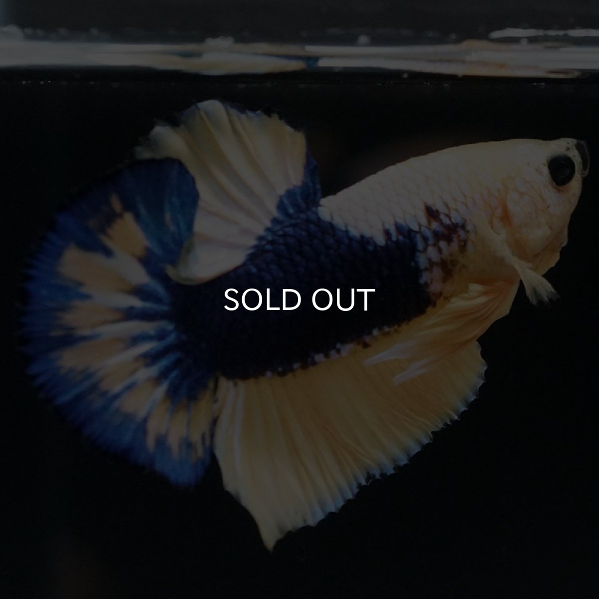 画像7: HMPK イエローファンシー (7)