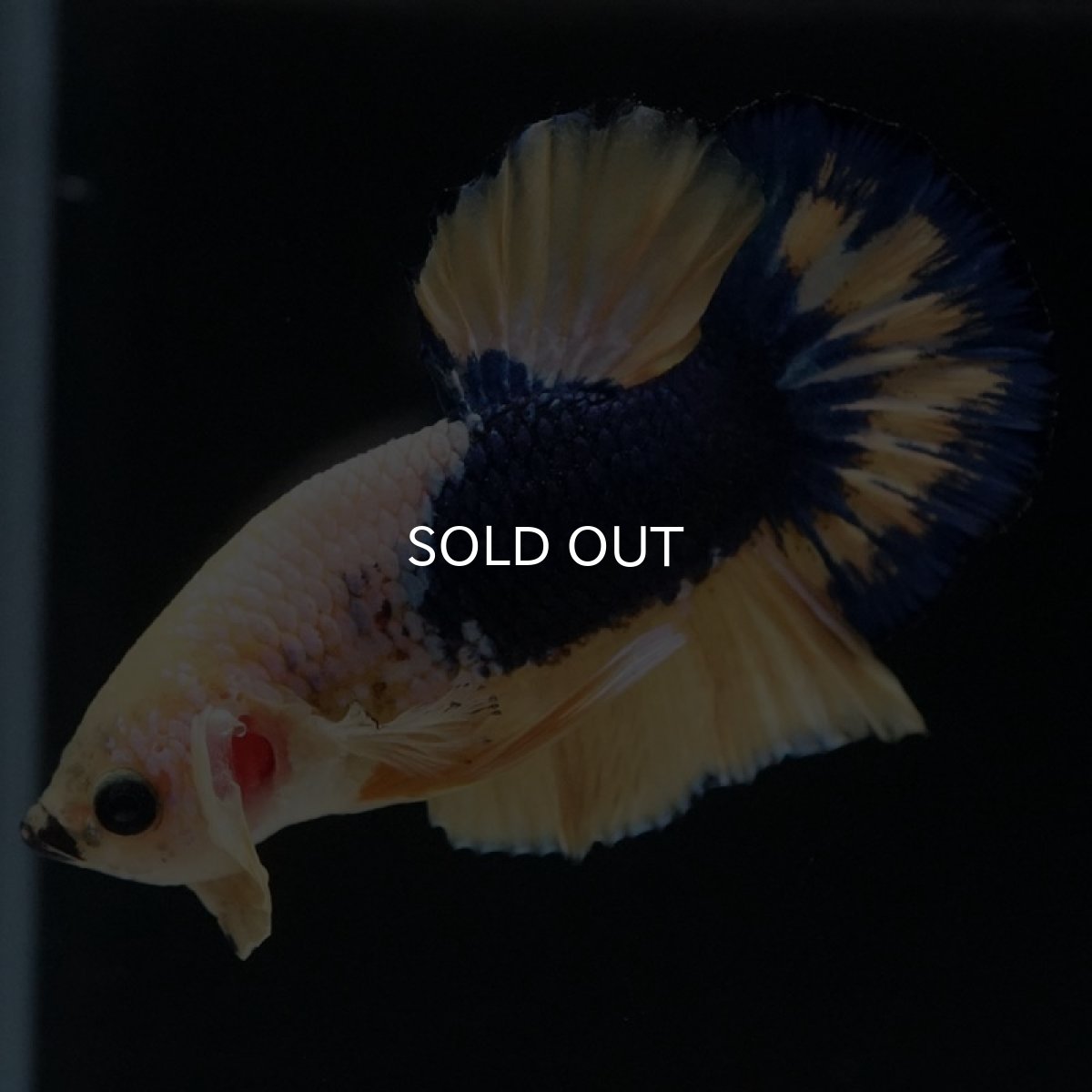 画像5: HMPK イエローファンシー (5)