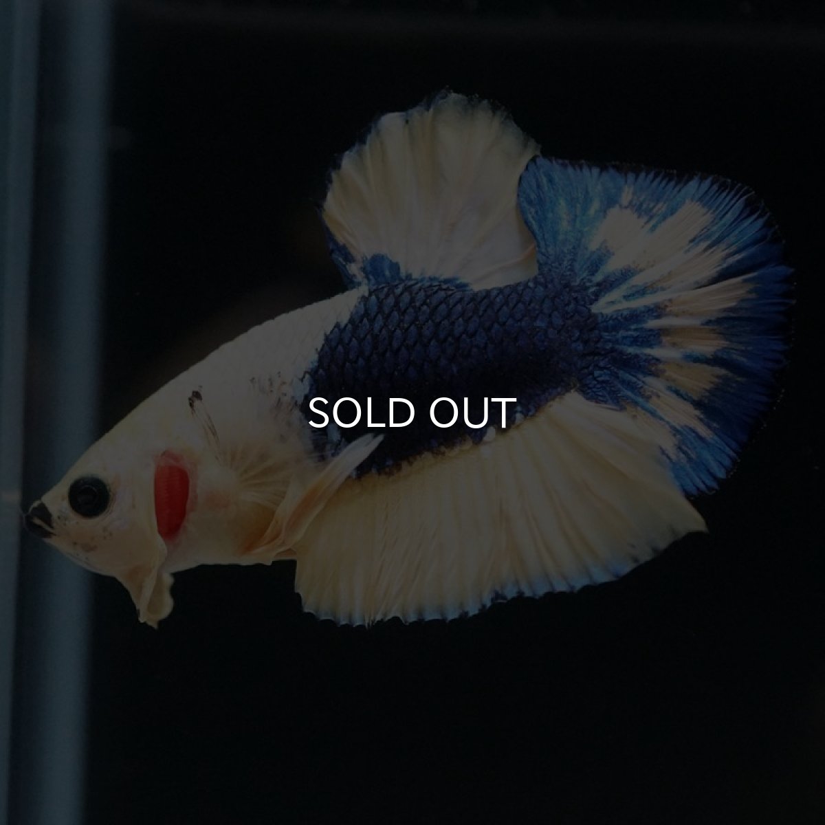 画像3: HMPK イエローファンシー (3)