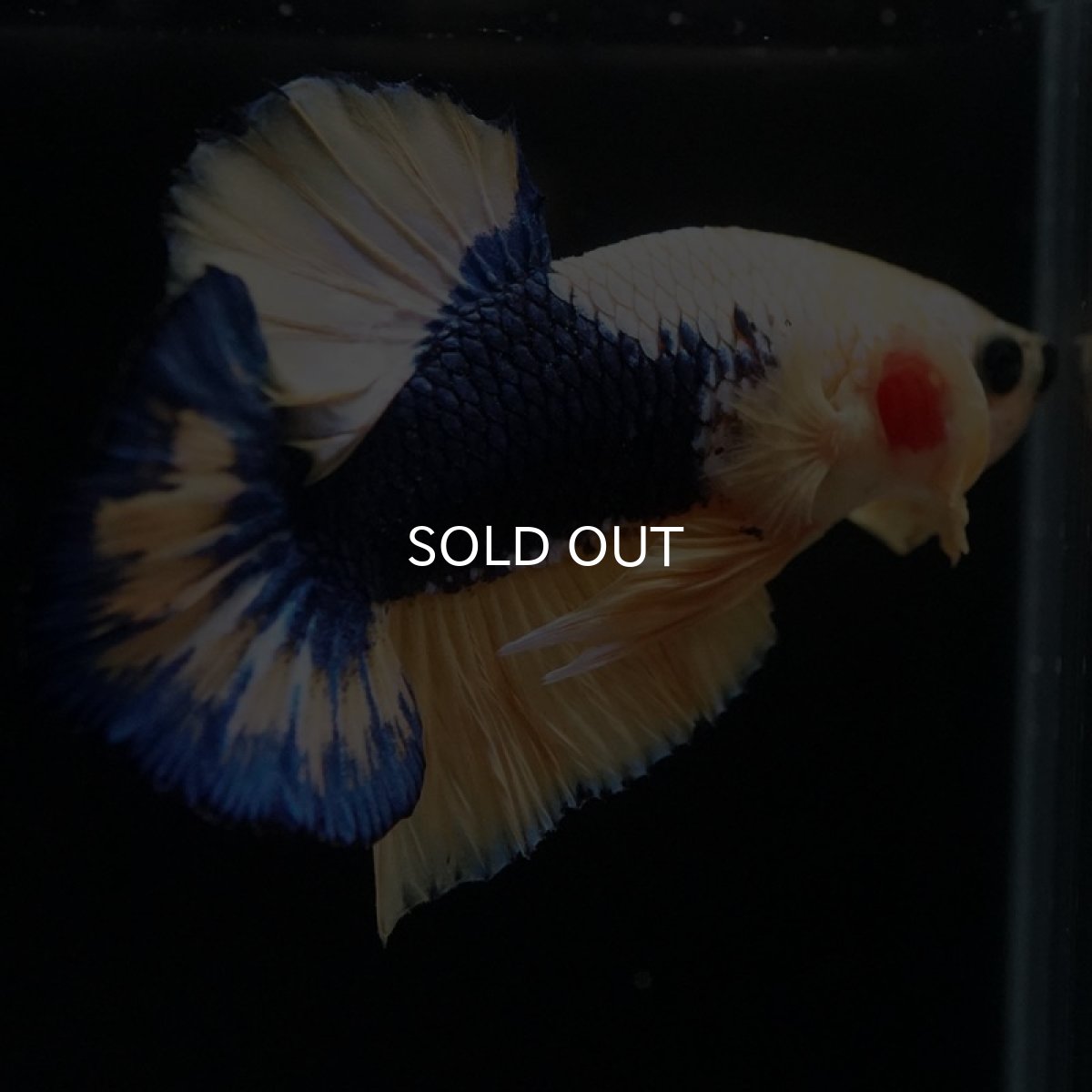 画像6: HMPK イエローファンシー (6)