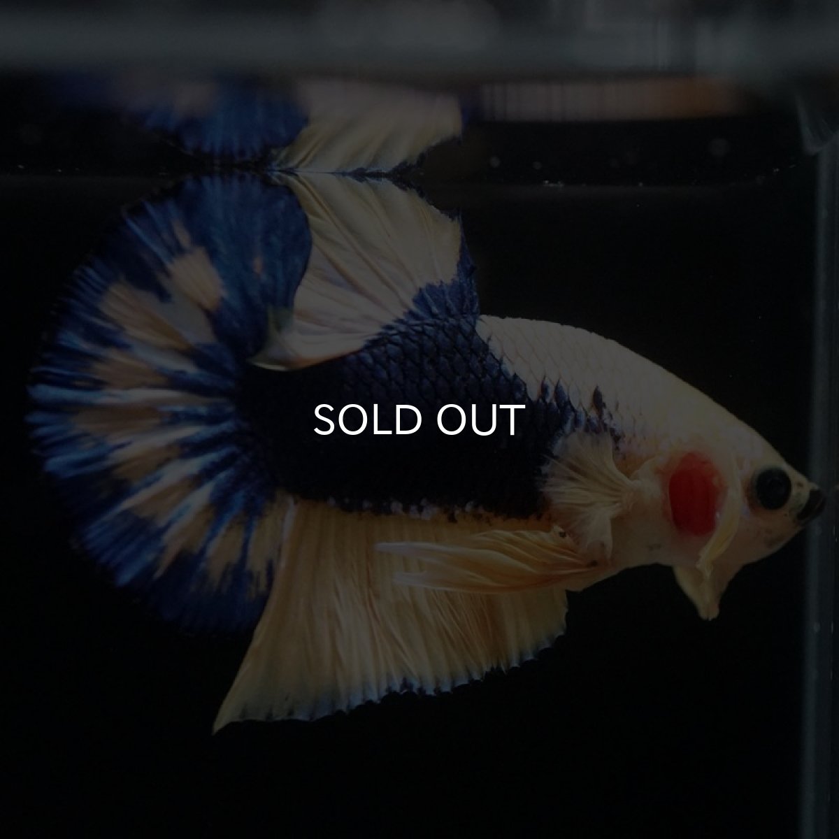 画像2: HMPK イエローファンシー (2)