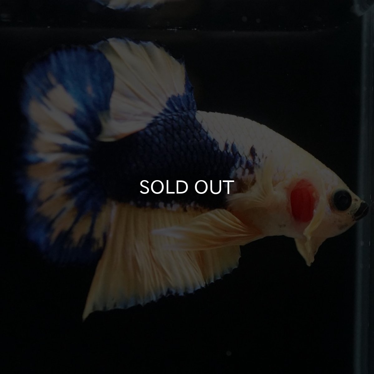 画像4: HMPK イエローファンシー (4)