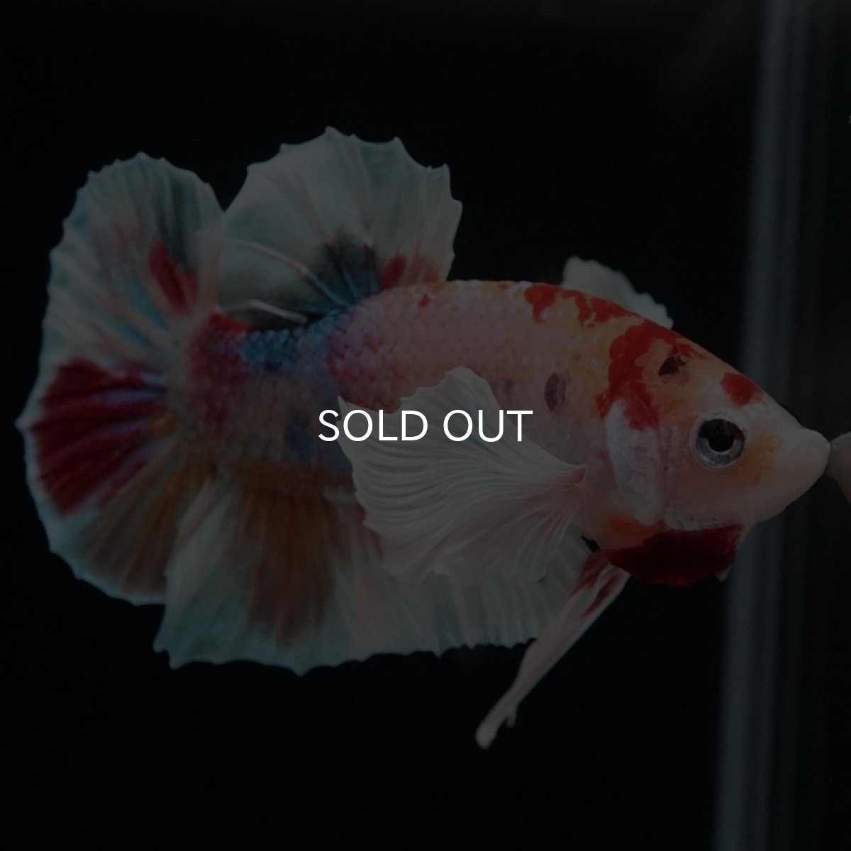 画像6: HMPK キャンディダンボ (6)