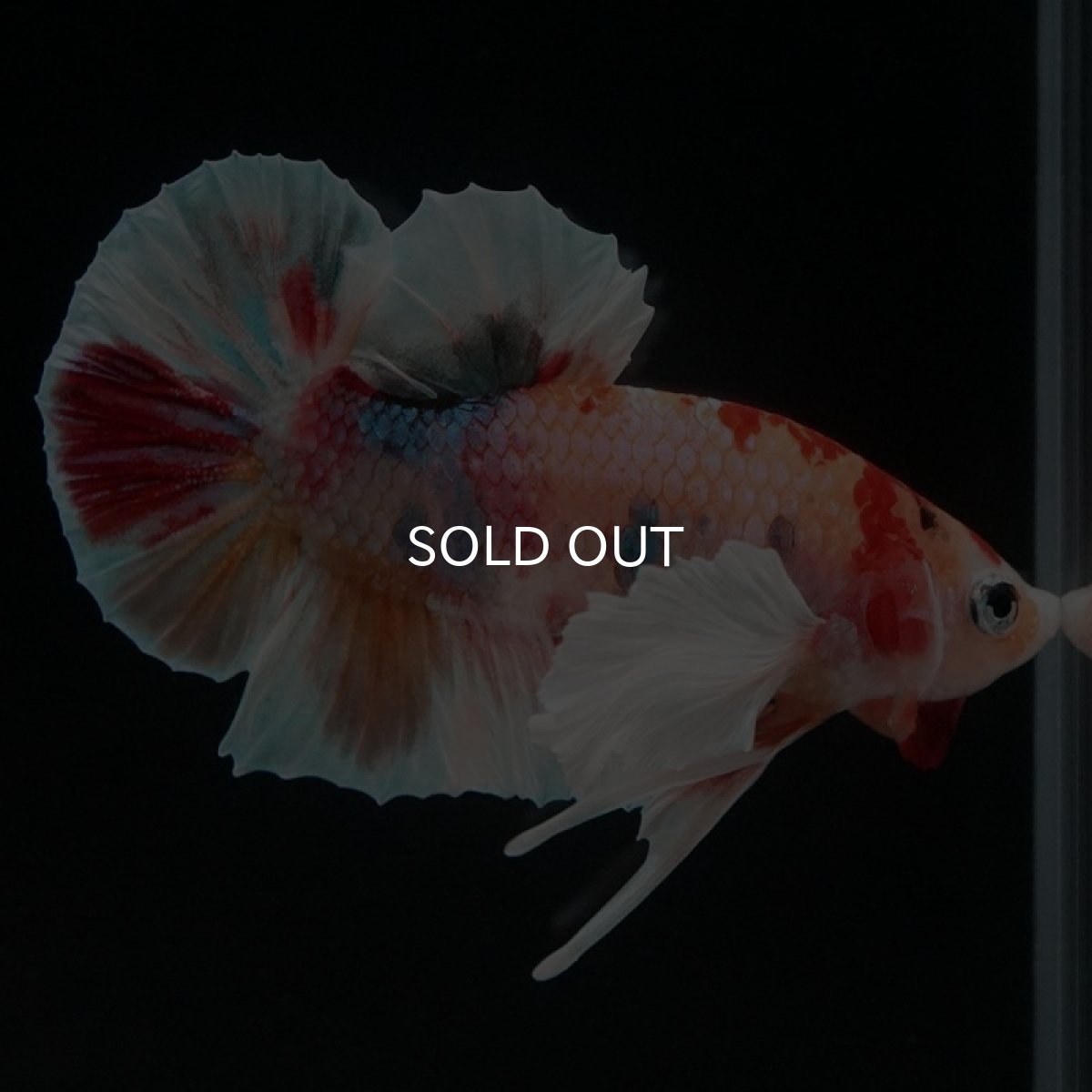 画像4: HMPK キャンディダンボ (4)