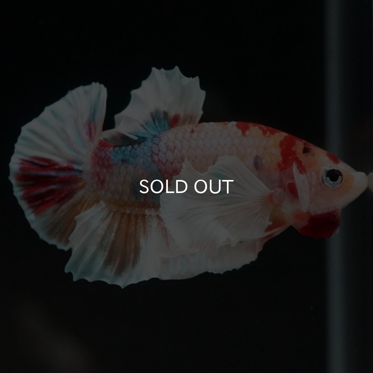 画像2: HMPK キャンディダンボ (2)