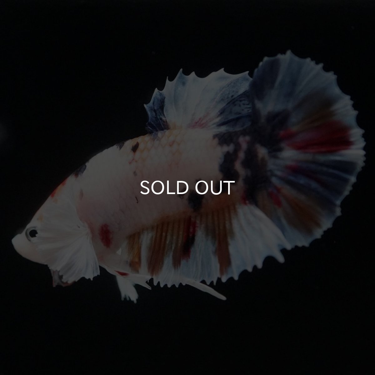 画像7: HMPK キャンディダンボ (7)