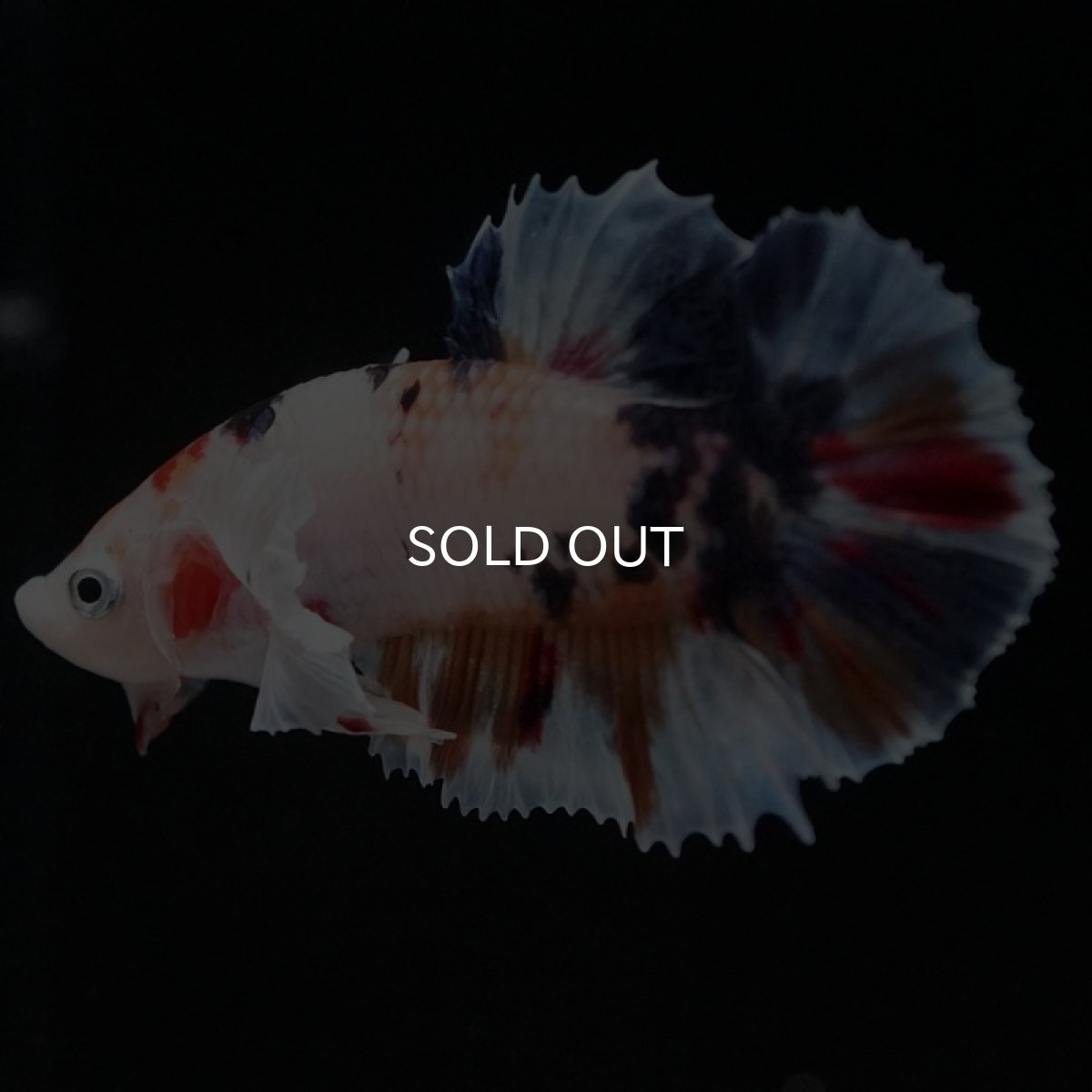 画像3: HMPK キャンディダンボ (3)