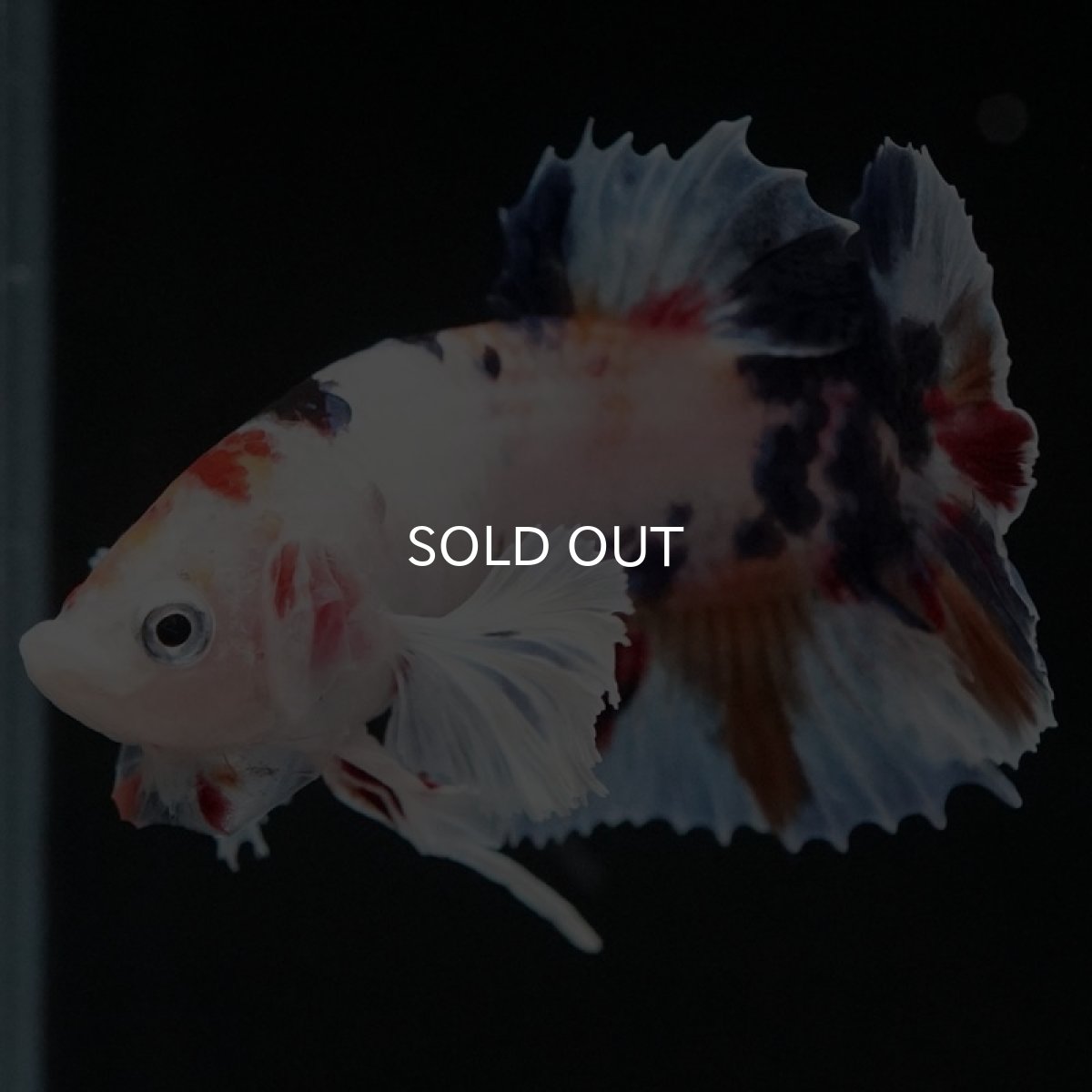 画像5: HMPK キャンディダンボ (5)